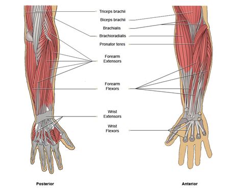 Muscles Of The Arm Labeled Luxury Upper Extremity Mus