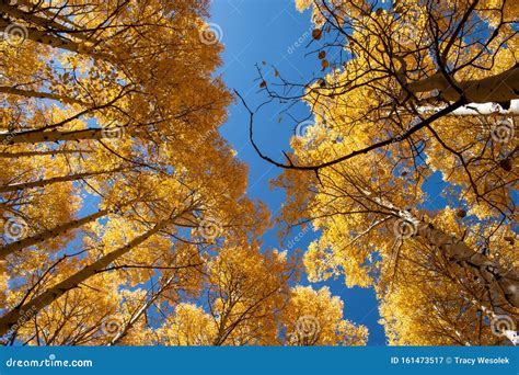 Golden Aspen Trees In The Fall Stock Image Image Of Aspen Peace