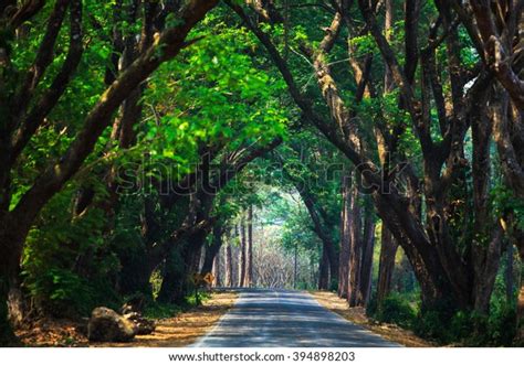Beautiful Street Covered Arched Tree Branches Stock Photo Edit Now