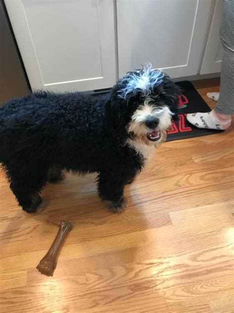 That's why we don't sell them, to display in the store, as well as free materials for their customers about how to adopt a dog. Mini Bernedoodle Puppy for Sale in North Kingstown, Rhode Island