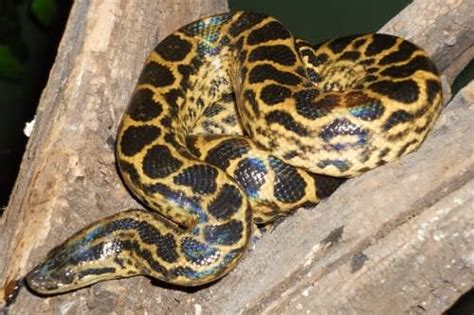Anaconda Biggest Snake In The World Wander Lord