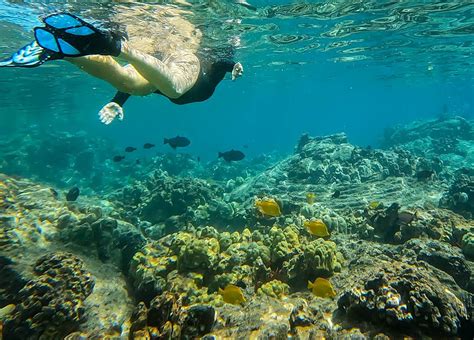 The 3 Best Captain Cook Snorkel Tours For Eco Conscious Travelers