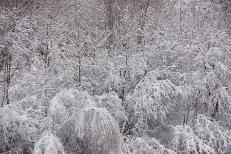 Snow Covers Tree Branches After A Big Snow Fall Stock Image Image Of