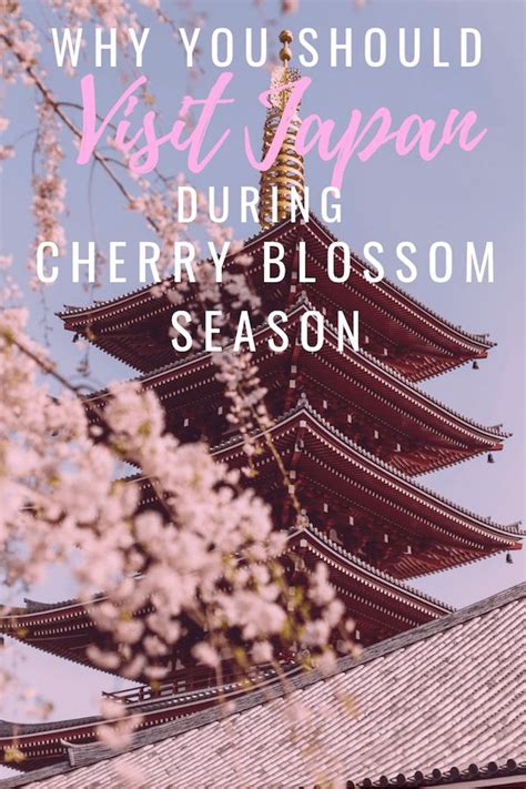 Why You Should Visit Japan During Cherry Blossom Season Cherry