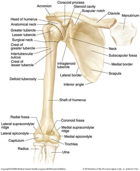 Shoulder Parts Skeletal System Anatomy Shoulder Anatomy Anatomy Bones