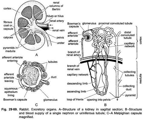 Moreover, although they are referred to as excretory systems, what they retain in the body fluids is just as important as what they excrete. Excretory System of Rabbit (With Diagram) | Chordata | Zoology
