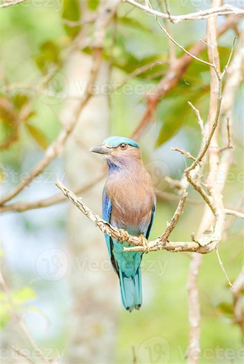 Indian Roller Coracias Benghalensis On The Branch They Are Found