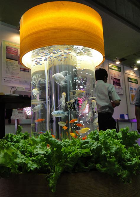 Simply Dazzling Indoor Aquaponic System