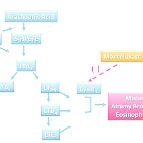 Eicosanoid Metabolism And Leukotriene Biosynthesis Download