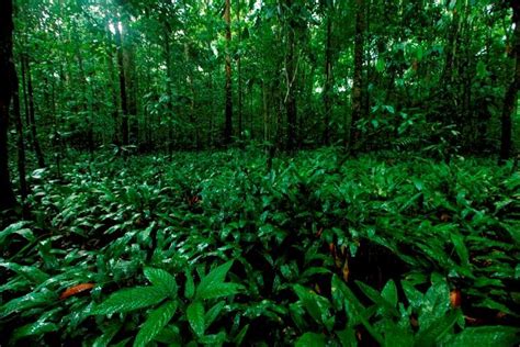 Tumbuhan tingkat tinggi merupakan tumbuhan biji. Ini Tipe Vegetasi Hutan, Tumbuhan dan Satwa Endemik yang ...