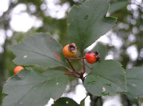 Hawthorn (genus crataegus) is a term used to refer to any member of either the crataegus or (less commonly) the rhaphiolepis genus, composed of shrubs and trees. Green Hawthorn - - Purdue Fort Wayne