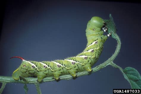 Tobacco Hornworm Manduca Sexta Lepidoptera Sphingidae 1487033