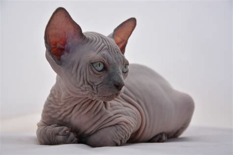 Sphynx Kittens Sphynx Cats Indigo Sphynx Kittens Canadian Sphynx