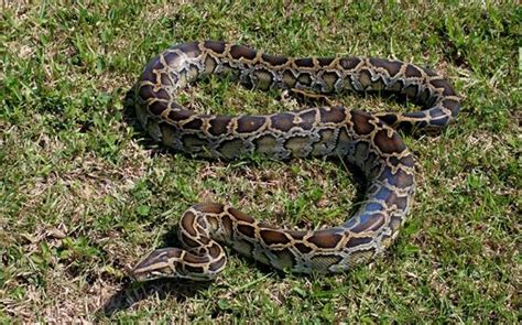 Florida Marks Milestone In Everglades Python Control Program Wusf News