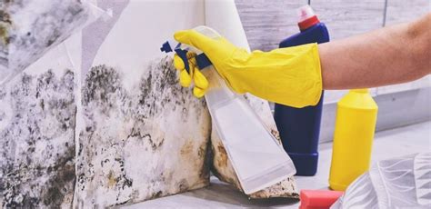 Professional Mold Removal Vs Do It Yourself Mold Removal Which Is The