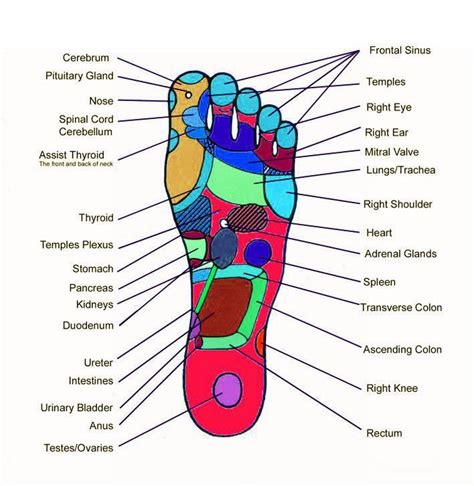The Organs Of Your Body Have Their Sensory Touches At The Bottom Of Your Foot If You Massage