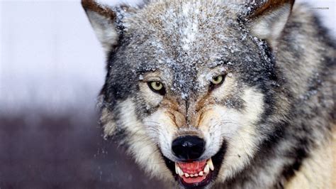 10 New Wolf Wallpaper Hd 1080p Full Hd 1920×1080 For Pc Background 2020
