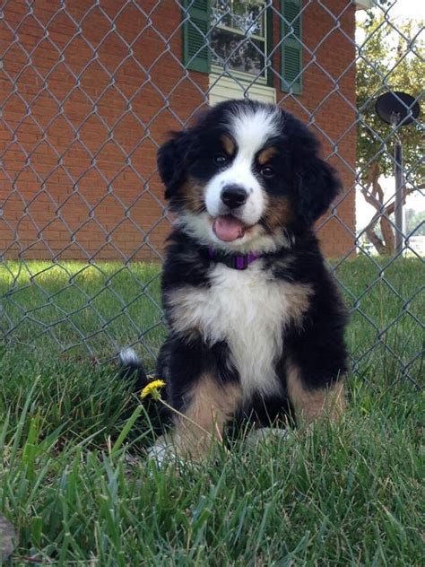 They're very quick learners with an incredible desire to please. Bernese Mountain Dog Rescue Colorado - petfinder