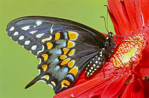 Black Swallowtail Butterfly Photograph By Millard H Sharp