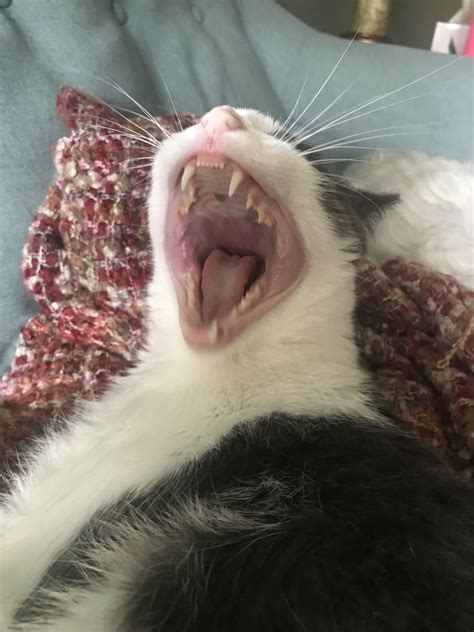 Cursed Image Of My Cat Grayson Yawning Lol Dumb Cats Silly Cats Funny