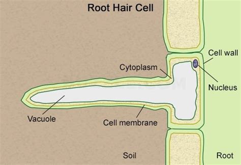 The function of a root hair cell is to absorb: Root Hair Cells | Occurrence, Dimensions, Structure
