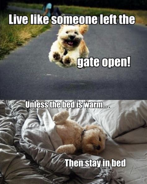 Video about random funny pictures quotes. Funny Quotes About August Dog Days. QuotesGram