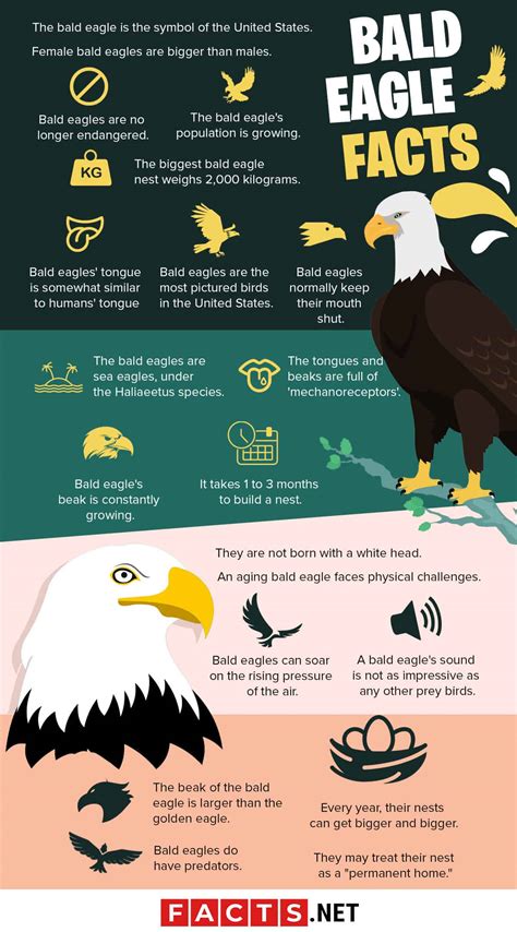 50 Majestic Bald Eagle Facts That Soar High In The Sky