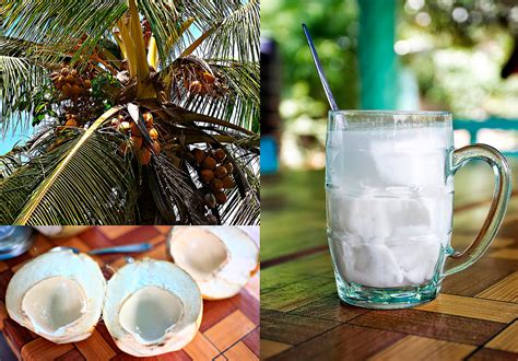 Guyana A Tall Glass Of Refreshing Coconut Wateri Like I Flickr