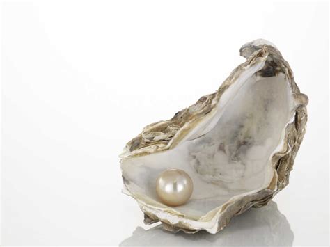 Pearl On Oyster Shell Close Up Stock Photo