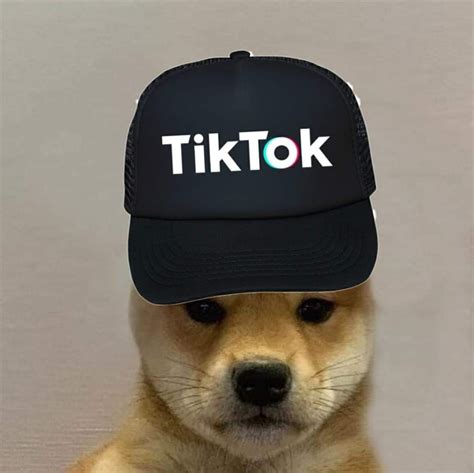 Pin By Clapped On Only Doge Dog Hat Dog Images Dogs