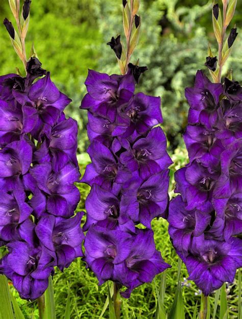 Gladiolus Sunny View Seeds Buy Seeds Bulbs Fertilizers Garden