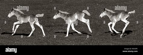 Galloping Haflinger Foal In Black And White Panorama Of Three
