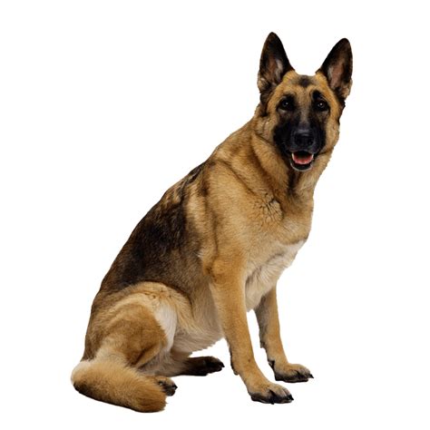 German Shepherd Dog Png Pic Png All Png All