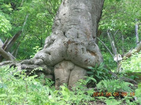 Sexy Tree Beside Road Picture Of Costa Rica Private Tours Liberia