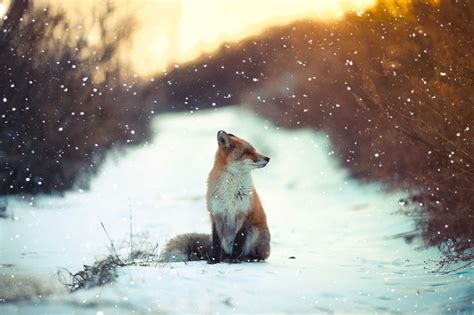 20 Magical Photos Of Foxes During Winter Time Fox In Snow Animals