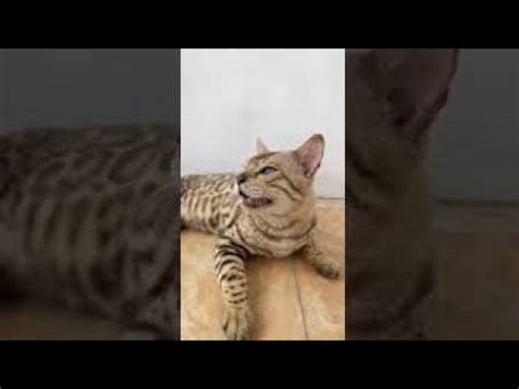 Kucing bengal sendiri merupakan hasil dari pengembangan genetik dari seorang ilmuwan bernama dr. ARENGGA KUCING BENGAL PUTIH KAMI YANG SERING MENANG DAN ...