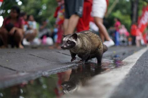 We did not find results for: Civet Coffee - Why The World's Favorite Coffee Is Kopi Luwak