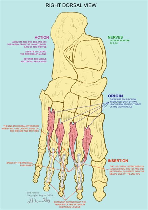 Deep slips between this muscle and the dorsal interossei occur. Muscles-Illustrations