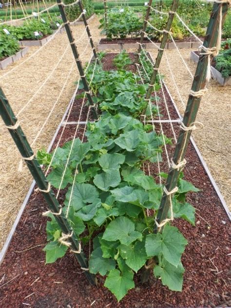 Loop a piece of garden twine around lanky tomato stems to keep the plants upright against trellises. The Best Trellis Designs #Organic_Gardening