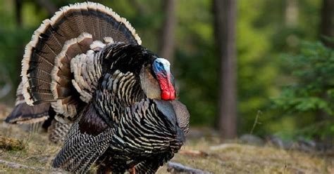 This collection of photos ofturkeys is part of mongabay's library of 150,000 plus images. What Is a Turkey Slam? PICS