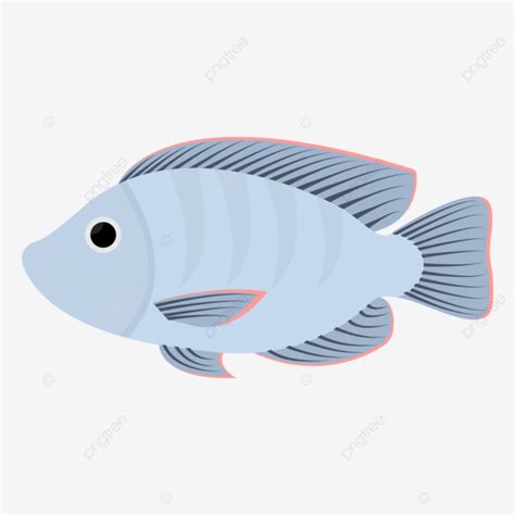 Ikan Mujair Ikan Ikan Kartun Nila Png Dan Vektor Dengan Background Transparan Untuk Unduh Gratis