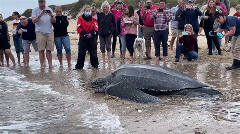 Enormous Stranded 600 Lb Leatherback Sea Turtle Returns To The Ocean