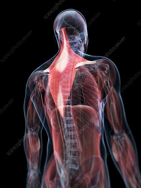 Back Muscles Artwork Stock Image F0055414 Science Photo Library