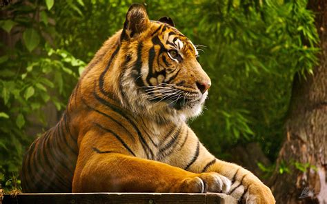 X Amur Tiger Lying Striped Big Cat Wallpaper