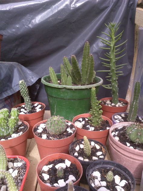 Los cactus son nativos de las américas, desde la patagonia hasta las regiones desérticas de los cactus y suculentas: Bienvenidos a mi blogs de Cactus,Suculentas y otras ...