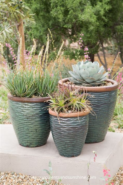 Some people water more often than soil: How to Water Succulent Plants | How to water succulents ...