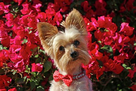 Yorkie With Red Flowers Photograph By Dawn Richards Fine Art America