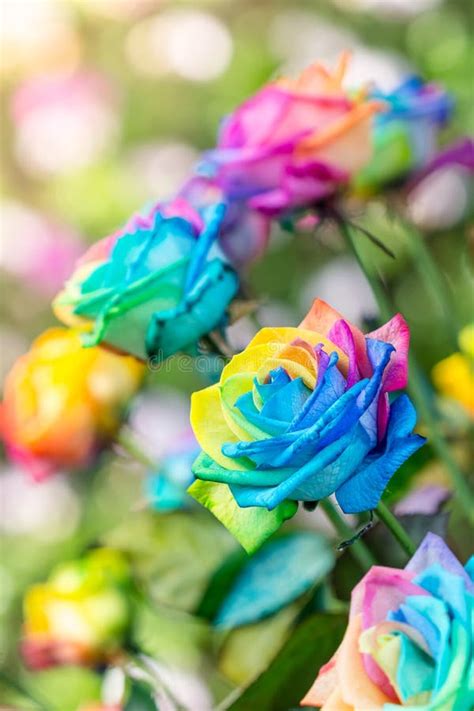 1686 Rainbow Roses Photos Free And Royalty Free Stock Photos From