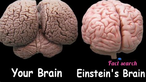 Facts About Albert Einstein Brain