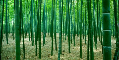 Bamboo Forest Lewis Bamboo